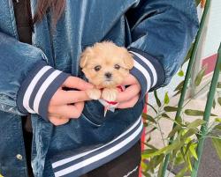 גורי מולטיפו (Maltipoo) בגודל "טוי"