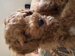 ❤️ גור קוואפו (Cavapoo) מהמם