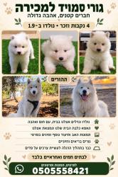  גורי סמוייד מתוקים מחפשים